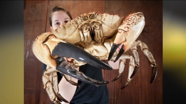 Big crab