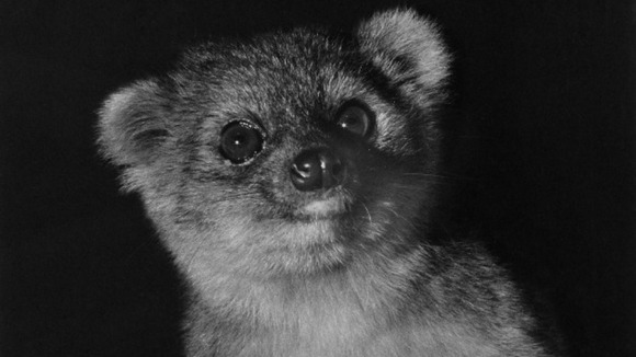 The olinguito lives in the cloud forests of Colombia and Ecuador.