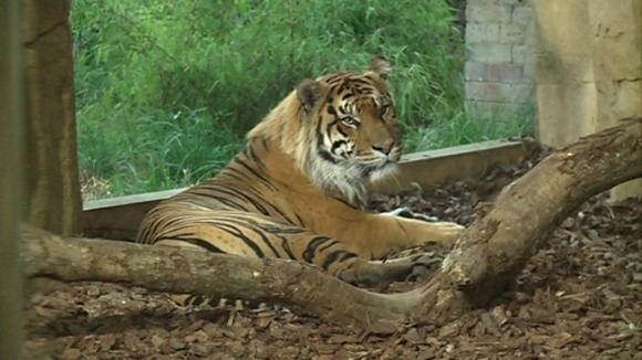 The zoo's resident tigers did not look to impressed by the display.