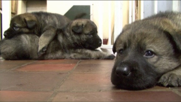 puppies