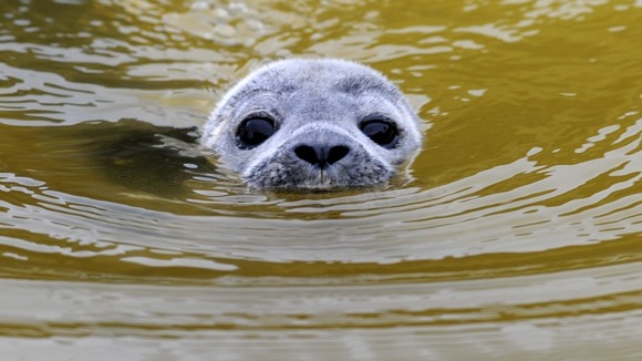 RSPCA warn about the dangers of fishing litter.
