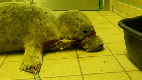 RSPCA warns of the danger of fishing litter after seal pup is hurt.