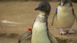 Dirk the penguin