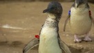 Dirk the penguin
