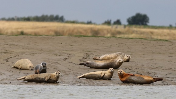 A group of harbour seals near Whitstable, Kent,