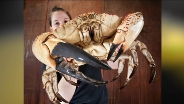 Claude the crab