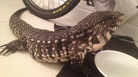 lizard