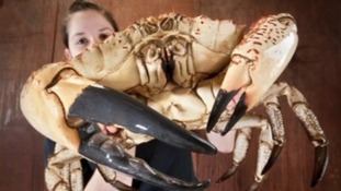 giant crab with Sea Life worker Jemma