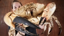 giant crab with Sea Life worker Jemma
