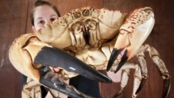 Claude the crab is in quarantine but will go on pubic display tomorrow