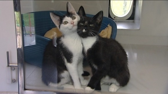 kittens