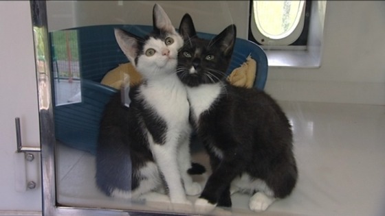 kittens