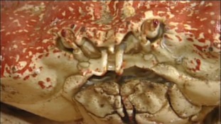 Claude the crab