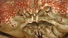 Claude the crab