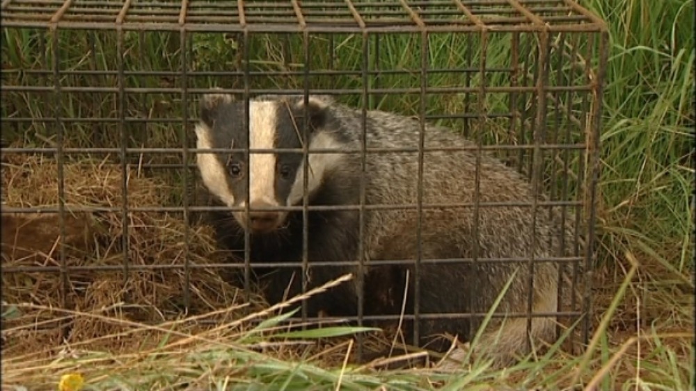 Badgers used to traps before capture and vaccination Central ITV News