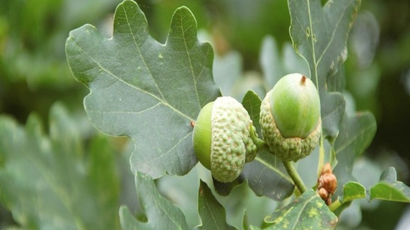 acorns