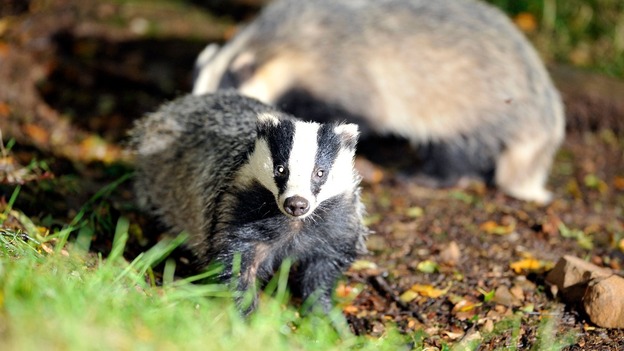 The first badger cull in England has started.