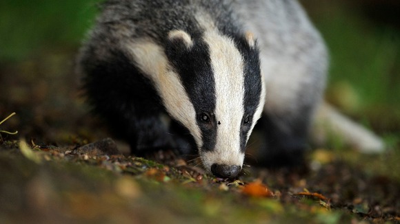 RSPCA will monitor badger cull to ensure it is humane.