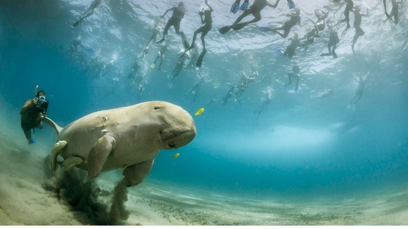 Commended: The World in Our Hands. A dugong in the bay of Marsa Alam, Egypt.
