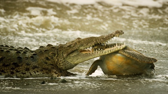 Commended: Behaviour: Cold-Blooded Animals. A crocodile and green turtle in Corcovado National Park in Costa Rica