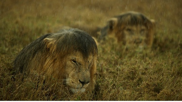 Commended: Animals in Their Environment. Lions in Tanzania’s Serengeti National Park.
