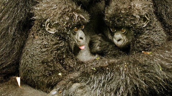 Commended: The Gerald Durrell Award for Endangered Species. Mountain gorillas in Rwanda’s Volcanoes National Park.