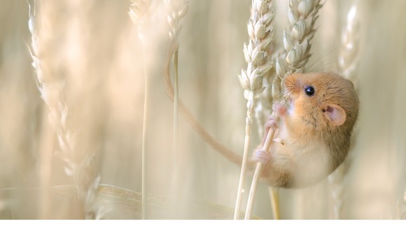 Commended: 15-17 years. A harvest mouse Cousset, in Switzerland.