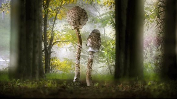 Commended: Creative Visions. Parasol mushrooms in the Grevena region of Greece.