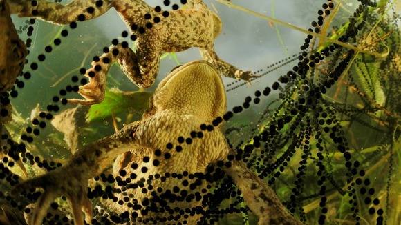 Specially commended: Underwater Worlds. Toads in Solling, in western Germany.