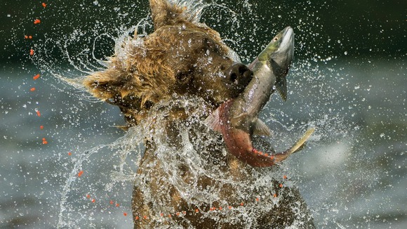 Specially commended: Behaviour: Mammals. Kamchatka brown bear in Lake Kuril in the Russian Far East.