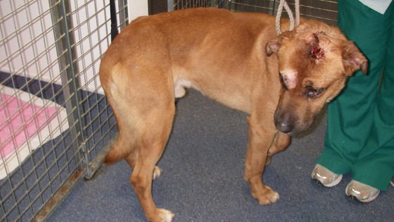 Cross-breed Rocky was shot six times and hit over the head with a shovel.