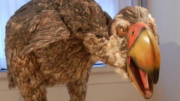 The prehistoric Gastornis, or 'terror bird'.