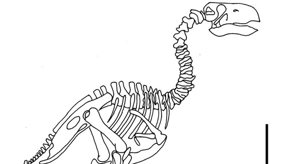 Undated handout photo issued by the European Association of Geochemistry of a sketch of the skeleton of Gastornis.