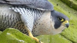 A resident pair of peregrine falcons have been caught on camera mating on the side of Derby Cathedral.