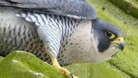 A resident pair of peregrine falcons have been caught on camera mating on the side of Derby Cathedral.