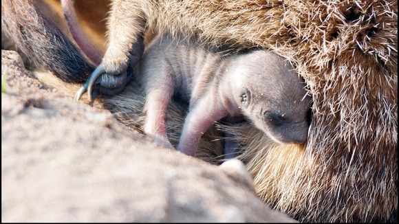 The newborn meerkat at Dudley Zoo