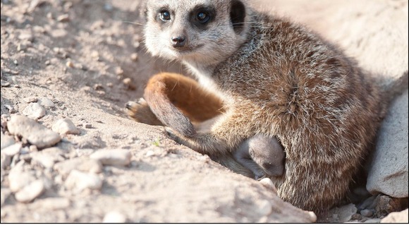 The youngster was protected by its mother as they ventured outside