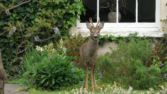 deer in Highbridge garden