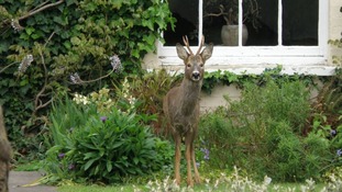 deer in Highbridge garden