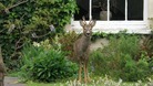 deer in Highbridge garden
