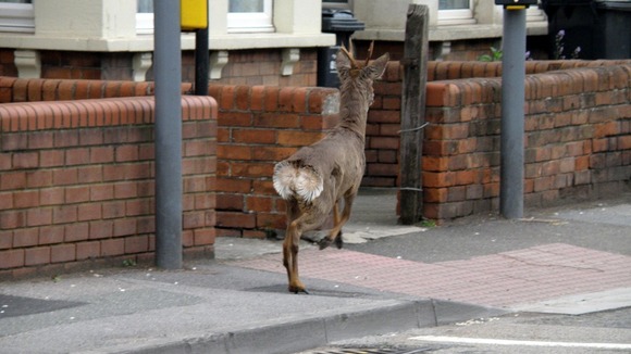 deer on pavement