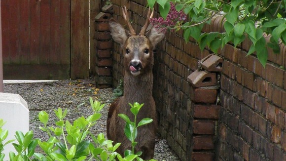 deer in garden