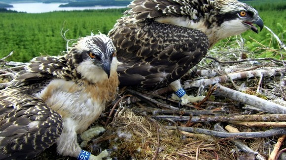 Kielder Ospreys