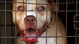 Hospital admissions from dog attacks were highest in the north west last year