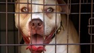 Hospital admissions from dog attacks were highest in the north west last year
