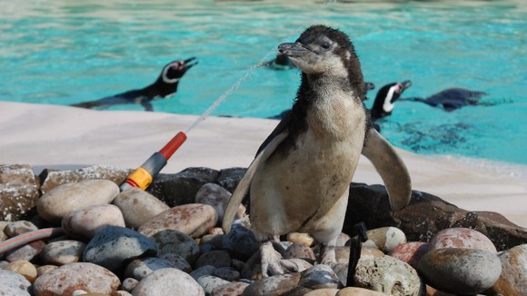 Magellanic penguin chick 