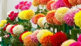Judges closely inspect flowers at the annual flower show at RHS Wisley in Surrey