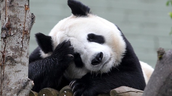 Tian Tian in her enclosure at Edinburgh Zoo.
