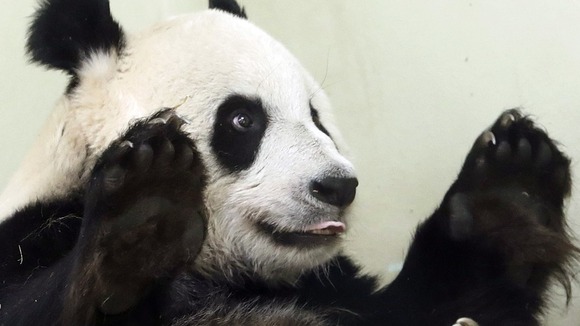Tian Tian in her enclosure at Edinburgh Zoo.