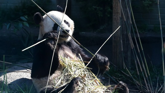 Is Tian Tian's partner Yang Guang the father of her possible cub - or cubs?
